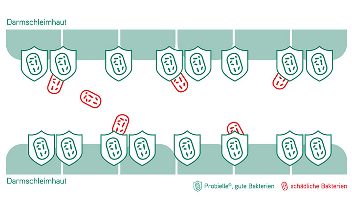 Schlechte und gute Bakterien im Darm