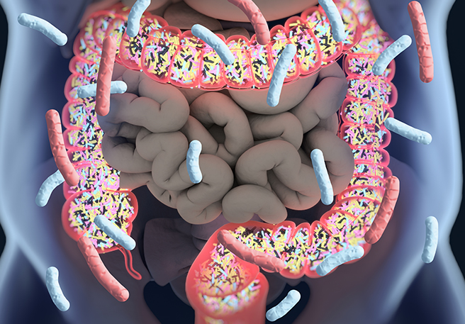 Bifidobakterien siedeln im Dickdarm