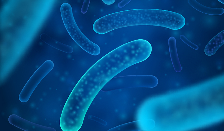 Milchsäurebakterien Darm