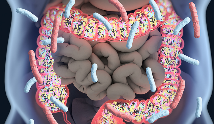 Bifidobakterien siedeln im Dickdarm